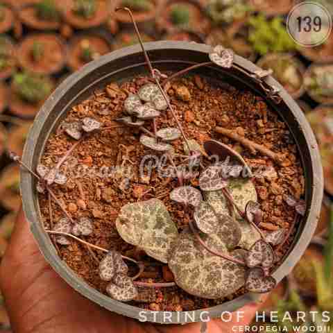 string of hearts from Rosary Plant House