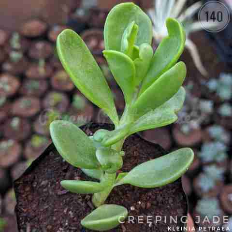 creeping jade from Rosary Plant House