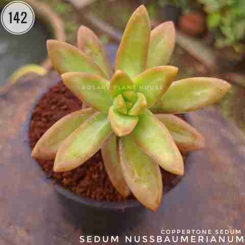 Sedum nussbaumerianum from Rosary Plant House