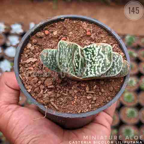 Gasteria Bicolor Liliputana from Rosary Plant House