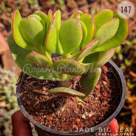 Crassula ovata from Rosary Plant House