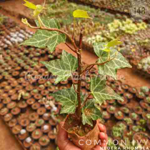 Hedera rhombea from Rosary Plant House
