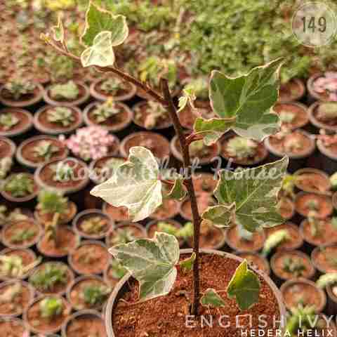 Hedera helix from Rosary Plant House