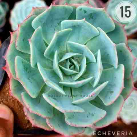 Echeveria from Rosary Plant House