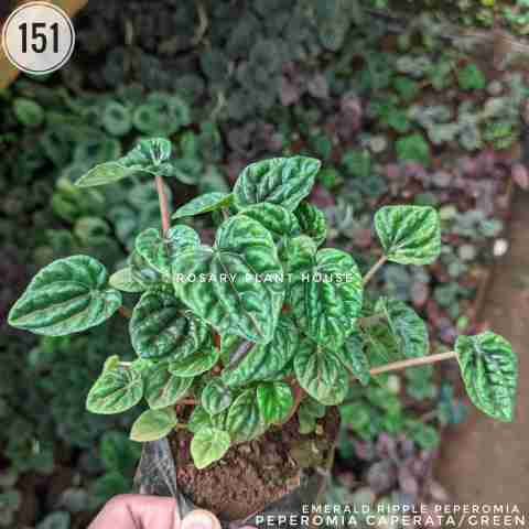 Peperomia caperata/ green from Rosary Plant House