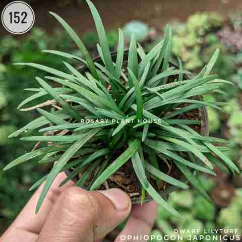 Ophiopogon japonicus from Rosary Plant House