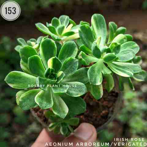 Aeonium arboreum/verigated from Rosary Plant House