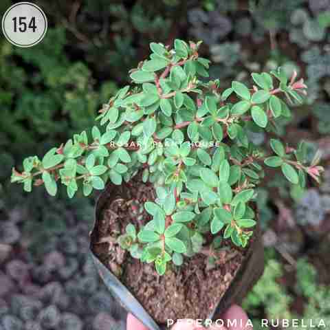 Peperomia rubella from Rosary Plant House