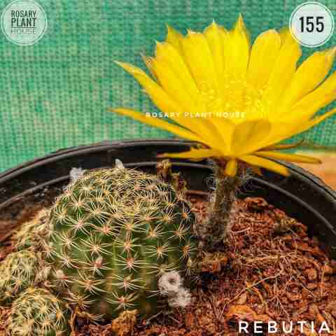Rebutia from Rosary Plant House