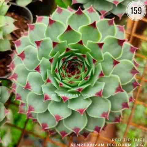 Red Tip (Big) from Rosary Plant House