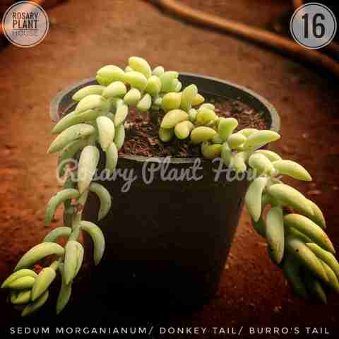 Sedum Morganianum from Rosary Plant House