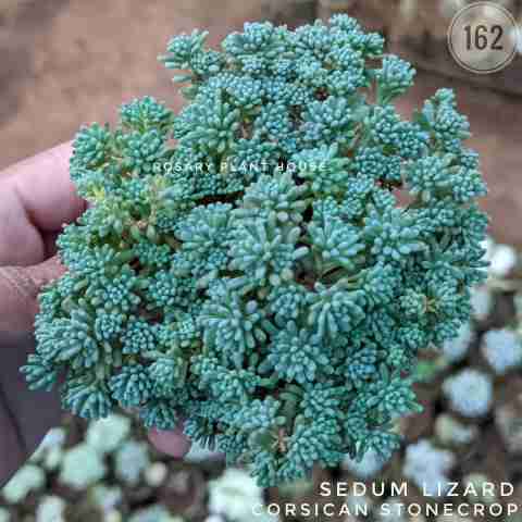 Sedum Lizard from Rosary Plant House