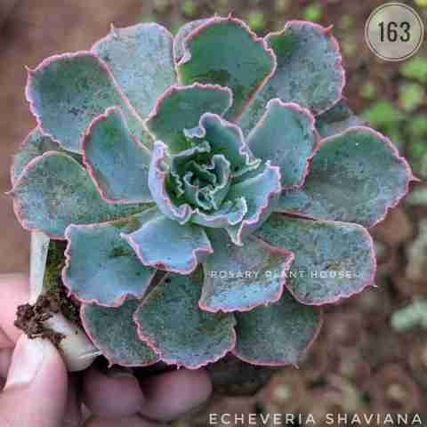 Echeveria Shaviana from Rosary Plant House