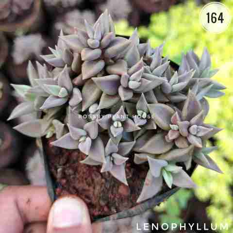 Lenophyllum from Rosary Plant House