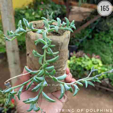 String of Dolphin from Rosary Plant House