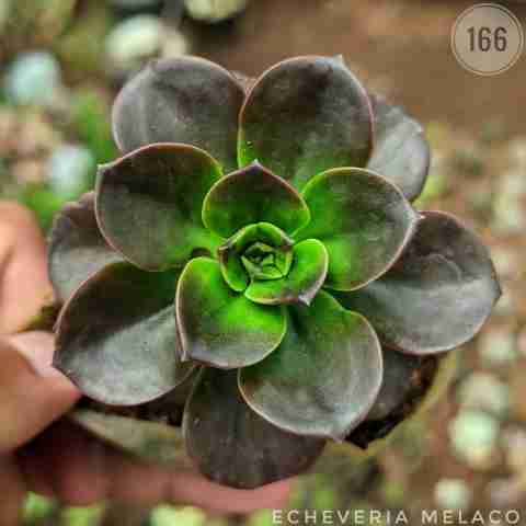 Echeveria melaco from Rosary Plant House