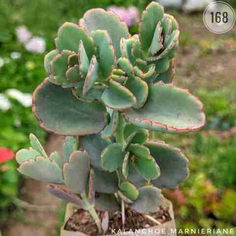 kalanchoe marnieriane from Rosary Plant House