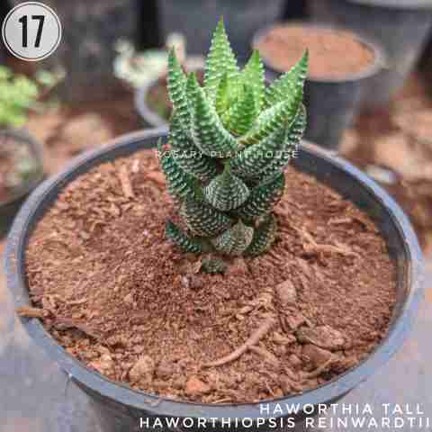 Haworthiopsis Reinwardtii from Rosary Plant House