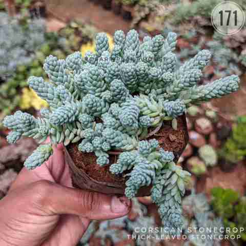 Corsican stonecrop from Rosary Plant House