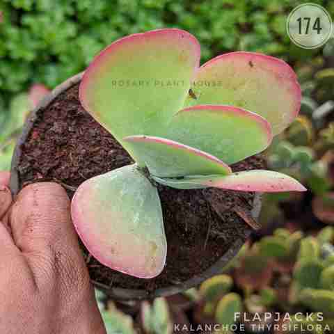 Kalanchoe thyrsiflora from Rosary Plant House