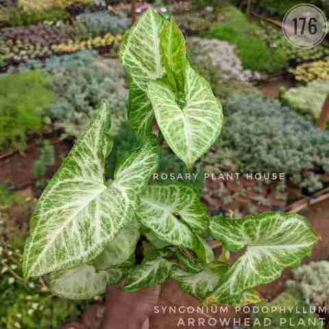 Syngonium podophyllum from Rosary Plant House