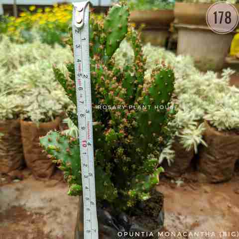 Opuntia Monacantha (Big) from Rosary Plant House