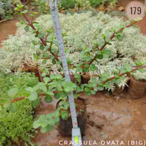 Crassula ovata (Big) from Rosary Plant House