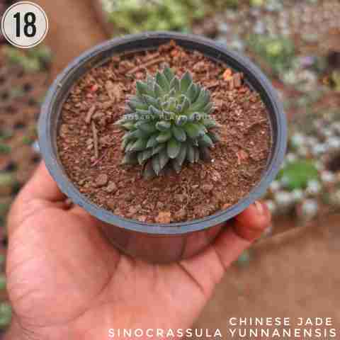 Sinocrassula yunnanensis from Rosary Plant House