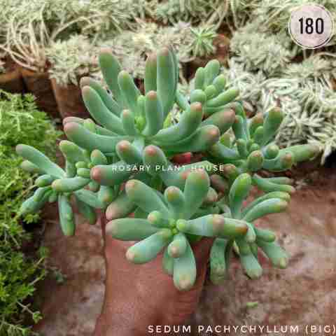 Sedum Pachychyllum (Big) from Rosary Plant House