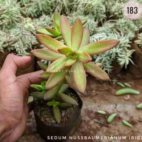 Sedum nussbaumerianum (Big) from Rosary Plant House