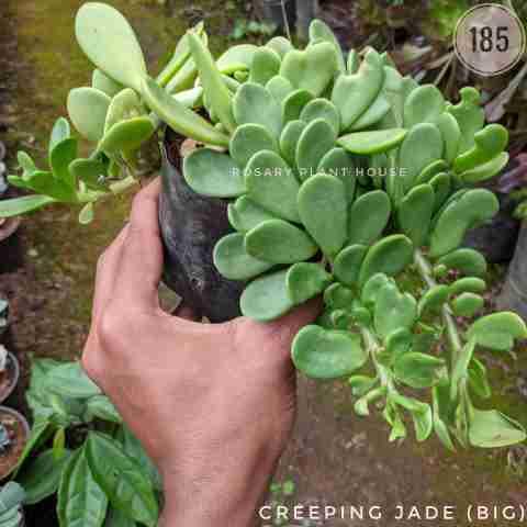 creeping jade (Big) from Rosary Plant House