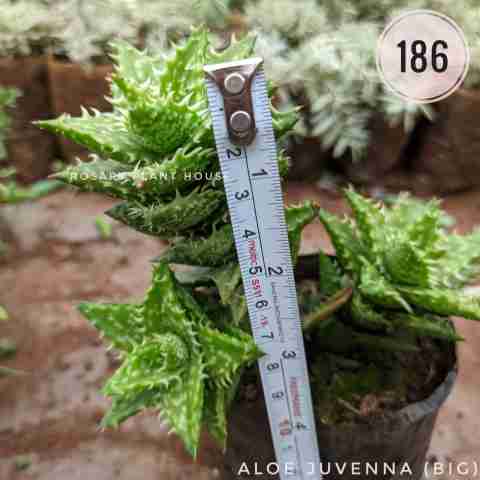 Aloe juvenna (Big) from Rosary Plant House