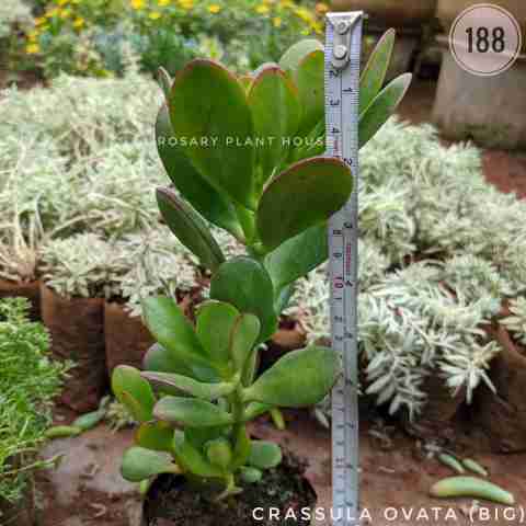 Crassula ovata (Big) from Rosary Plant House
