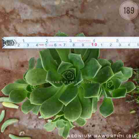 Aeonium haworthii (Big) from Rosary Plant House
