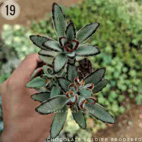 Chocolate soldier brodered  from Rosary Plant House