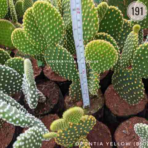 Opuntia yellow (Big) from Rosary Plant House
