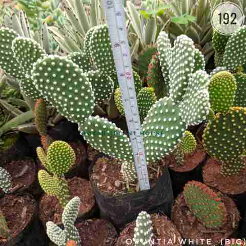 Opuntia white (Big) from Rosary Plant House
