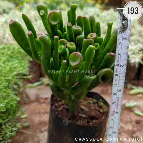 Crassula ovatha (Big) from Rosary Plant House