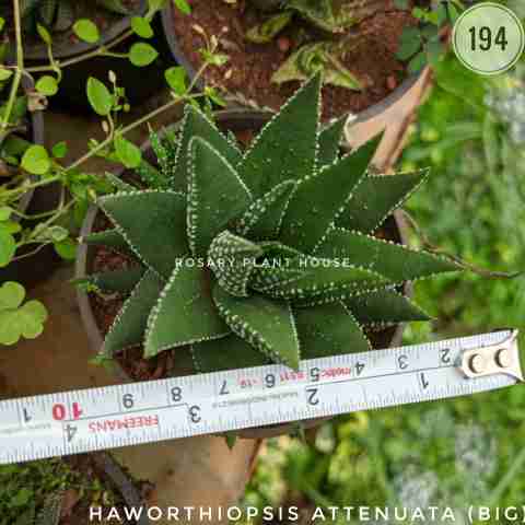 Haworthiopsis attenuata (Big) from Rosary Plant House