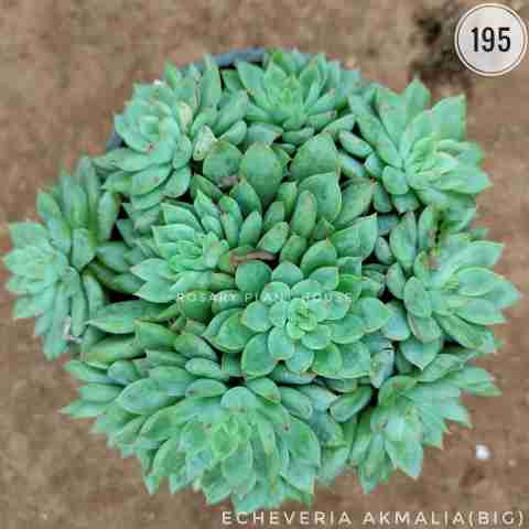 Echeveria Akmalia(big) from Rosary Plant House