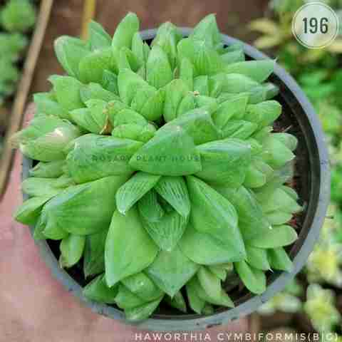 Haworthia cymbiformis(big) from Rosary Plant House