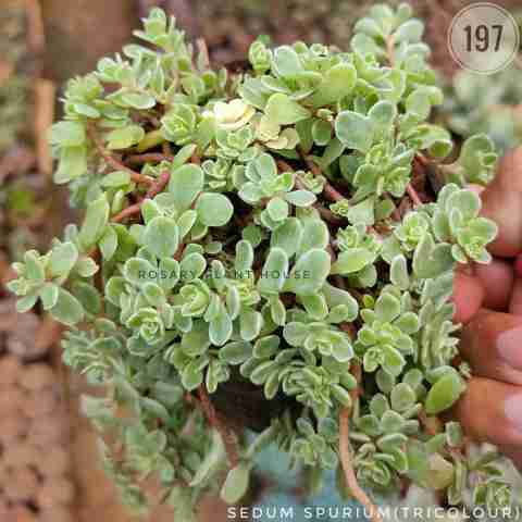 sedum spurium(tricolour) from Rosary Plant House