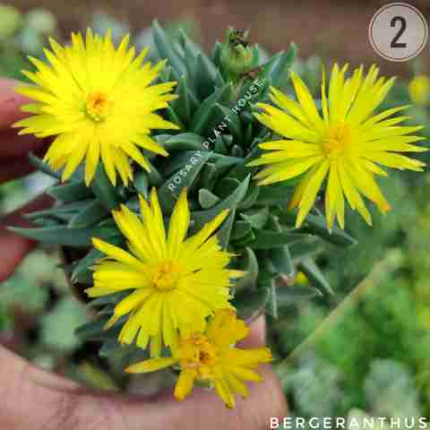 Bergeranthus from Rosary Plant House