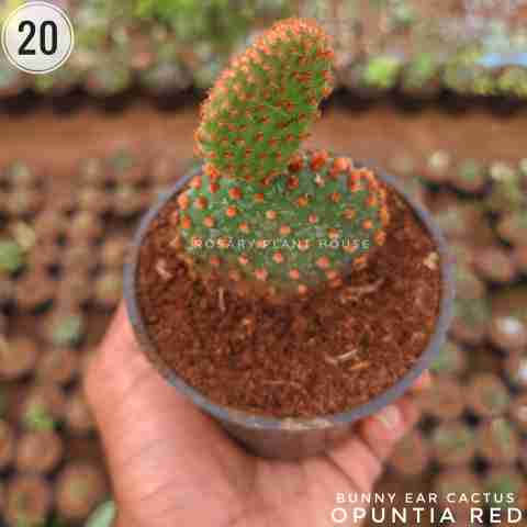 Opuntia Red from Rosary Plant House