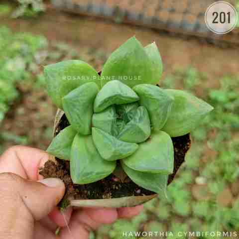 Haworthia cymbiformis from Rosary Plant House