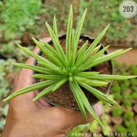 Peperomia Ferreyrae from Rosary Plant House