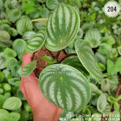 Peperomia argyreia from Rosary Plant House