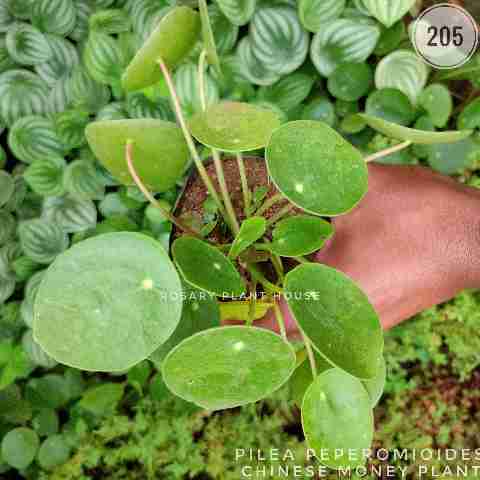 Pilea peperomioides from Rosary Plant House