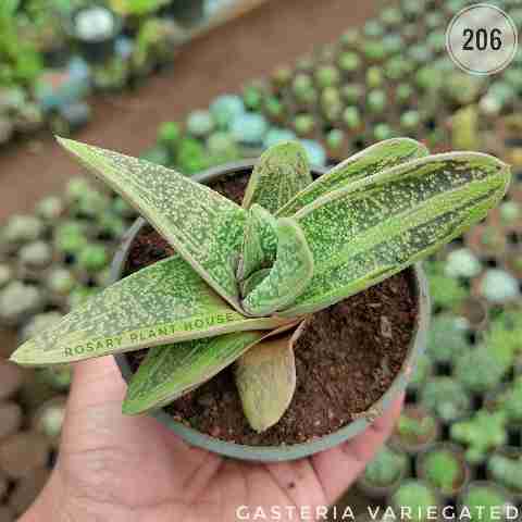 Gasteria (variegated) from Rosary Plant House