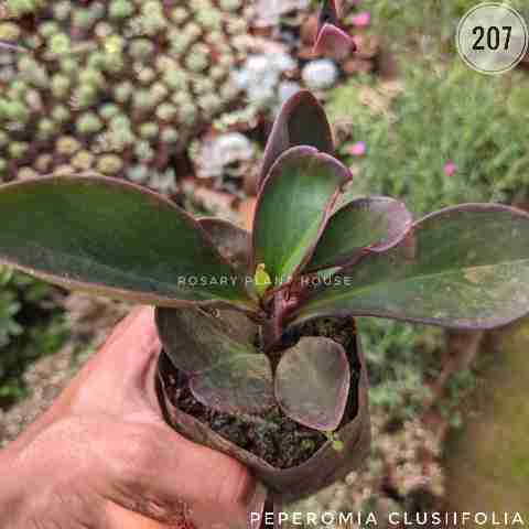 Peperomia clusiifolia from Rosary Plant House